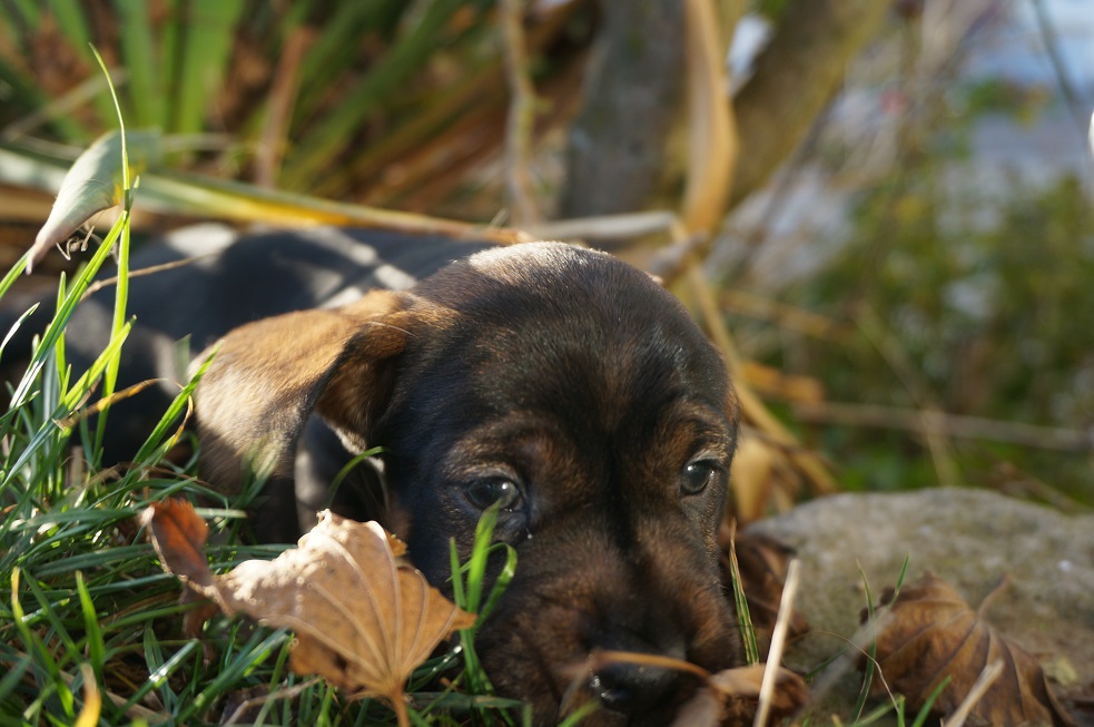 Müde im Herbstlaub