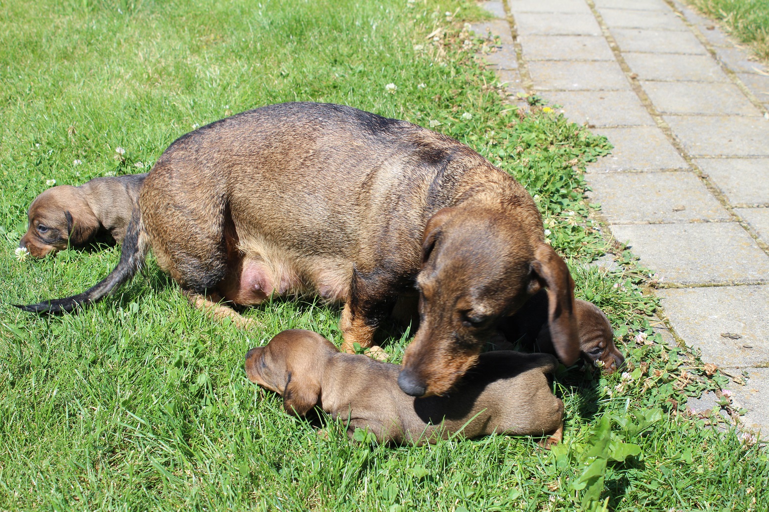 Fabia und Ihre Welpen