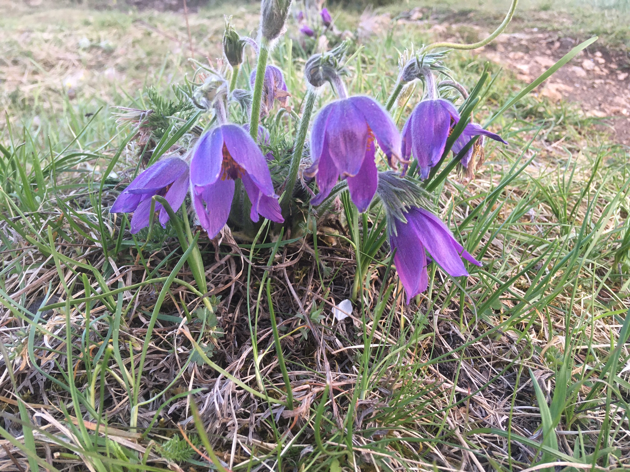 Pulsatilla vulgaris